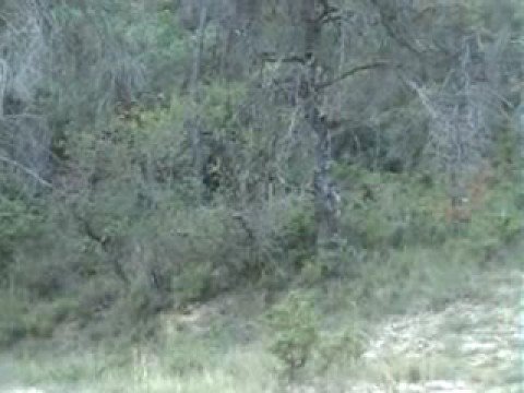 Addestramento del cane alla Lepre