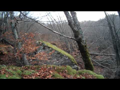 Caccia al Cinghiale