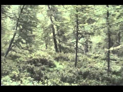 Addestramento al Gallo Forcello