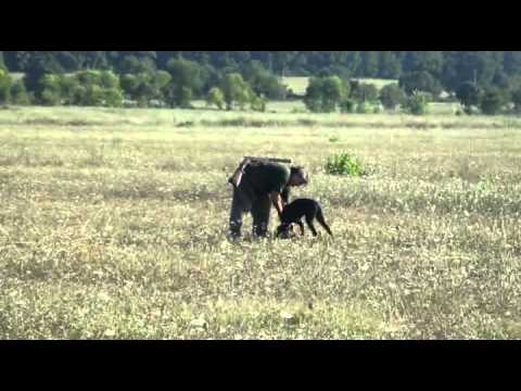 Caccia alla Coturnice