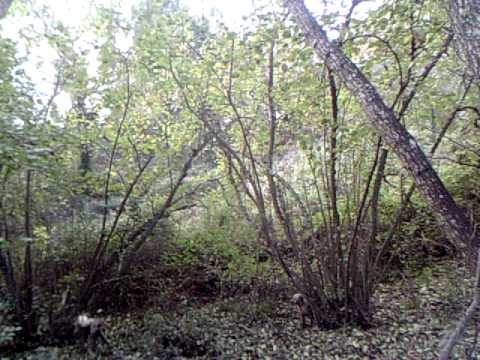 Caccia alla Beccaccia