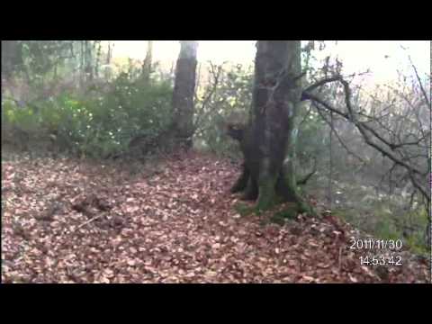 Caccia alla Beccaccia