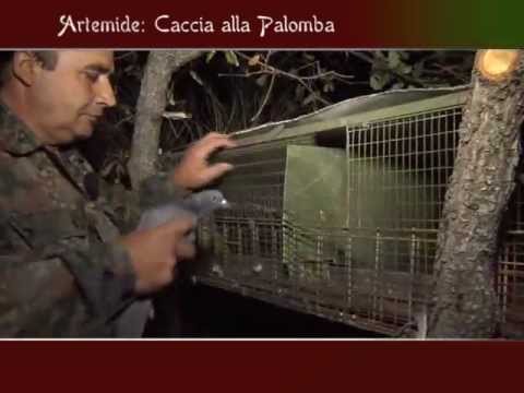Caccia al Colombaccio