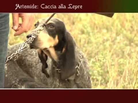 Caccia alla Lepre