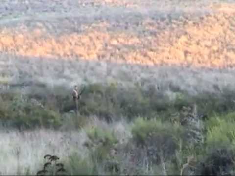 Caccia al Coniglio selvatico