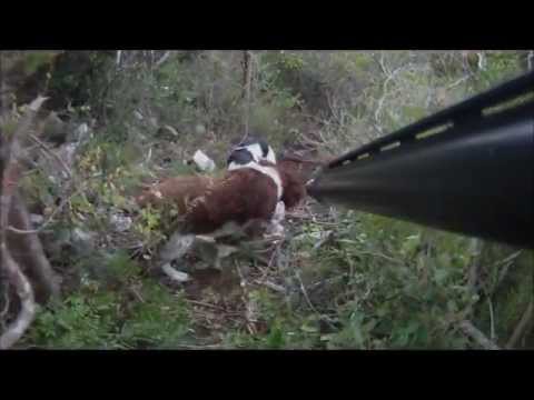 Cacca al Colombaccio