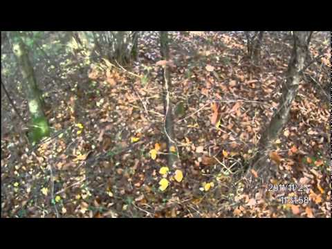 Caccia alla Beccaccia