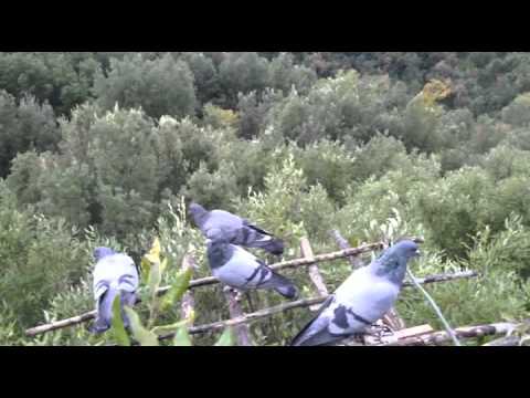Caccia al Colombaccio in Maremma