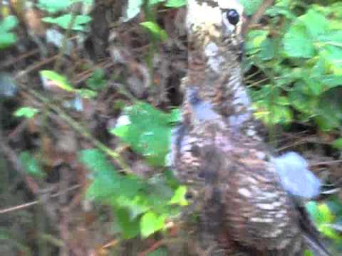 Caccia alla Beccaccia.