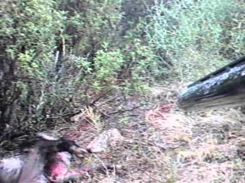 Caccia al Cinghiale