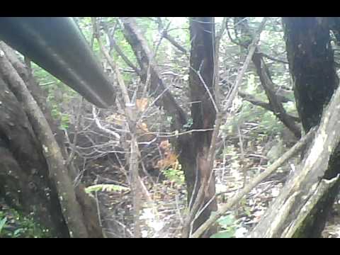 Caccia al Cinghiale in Corsica