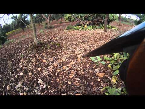 Caccia ai Tordi nel Salento