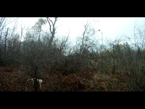 Caccia alla Beccaccia