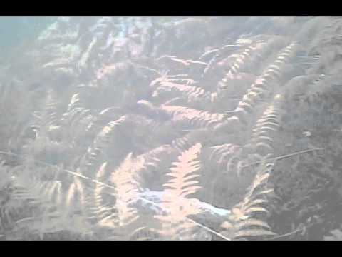 Caccia alla Beccaccia