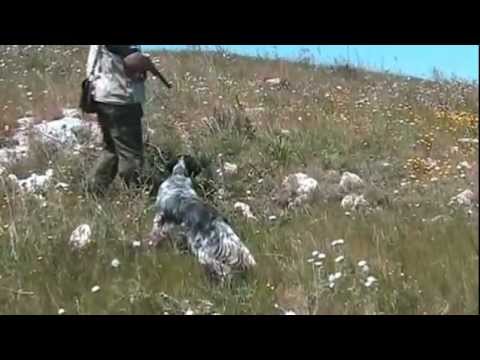 Prove di Caccia Pratica in Sicilia 4