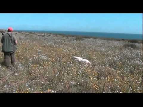 Prove di caccia pratica in Sicilia 2