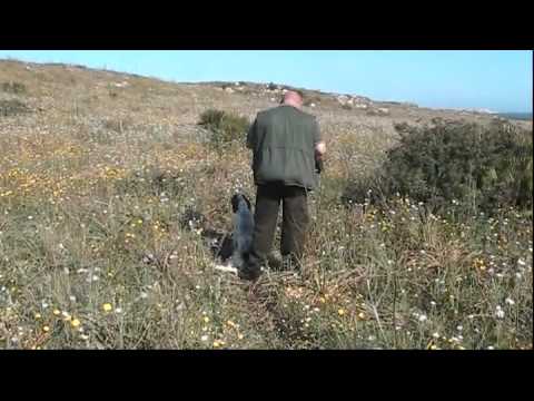 Prove di caccia pratica in Sicilia 1