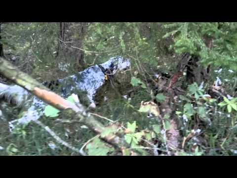 Addestramento di la Caccia alla Beccaccia