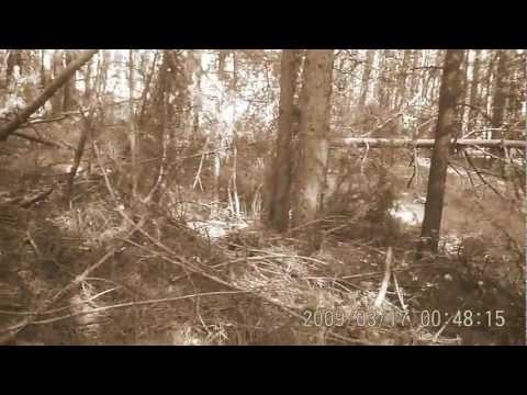 Caccia alla Beccaccia