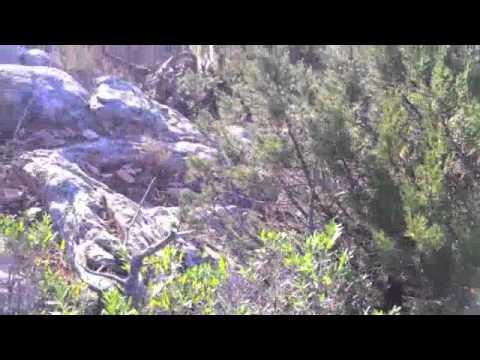 Addestramento di Caccia al Cinghiale