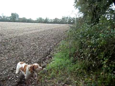 Caccia al Coniglio Selvatico