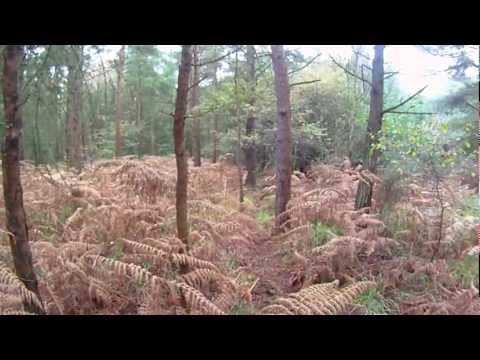 Caccia alla Beccaccia