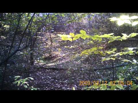 Caccia alla Beccaccia