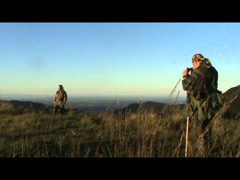 Setter Gordon in addestramento su Starne