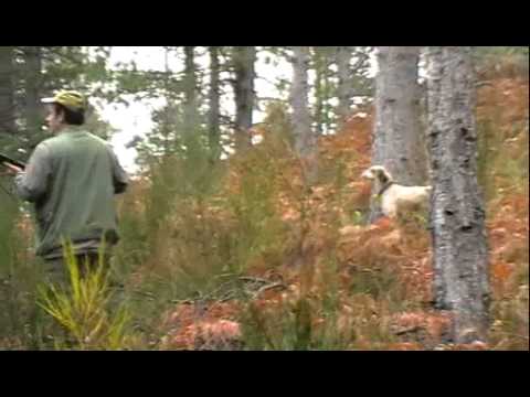 Caccia alla Beccaccia nella Sila