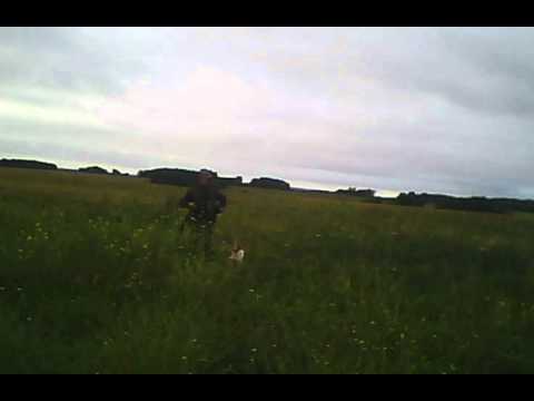 A caccia di Fagiani e Quaglie tra i campi