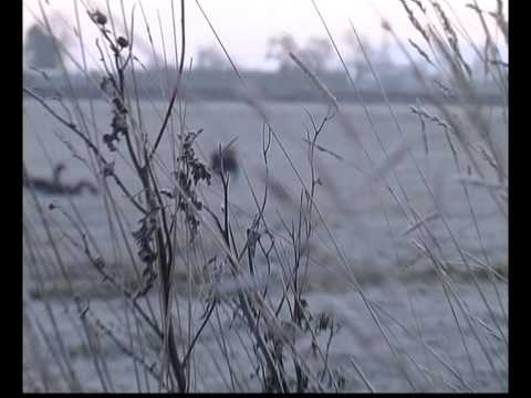 Caccia di oche al campo