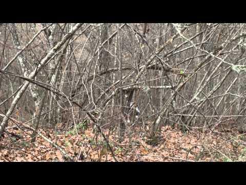 L\’ultima Beccaccia