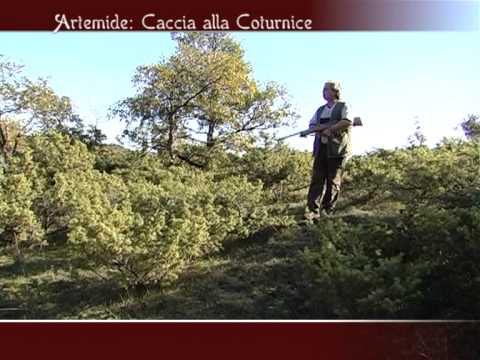 Caccia alla Coturnice nelle Marche