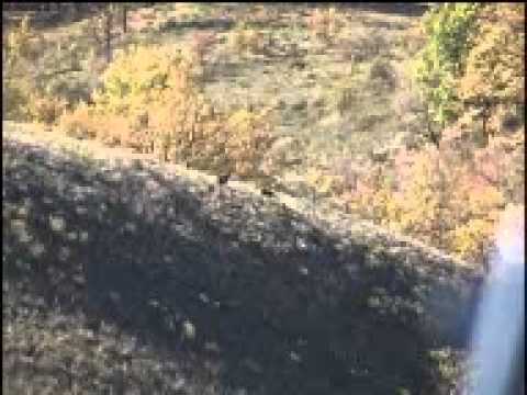 Caccia al Muflone sulle Alpi francesi