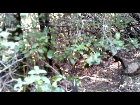 Caccia al cinghiale nei boschi a sud della Corsica