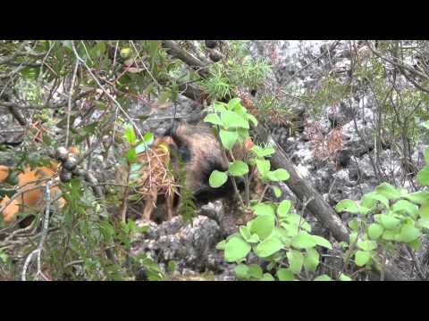 Caccia al Maiale Selvatico