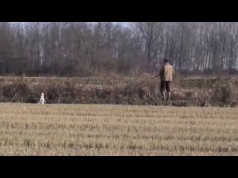 Caccia al Fagiano con Espagneul Breton