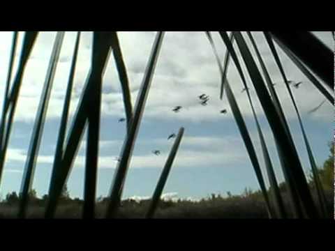 Caccia alle anatre in uno stagno