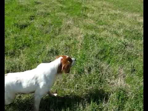 Cane da Caccia Breton in azione