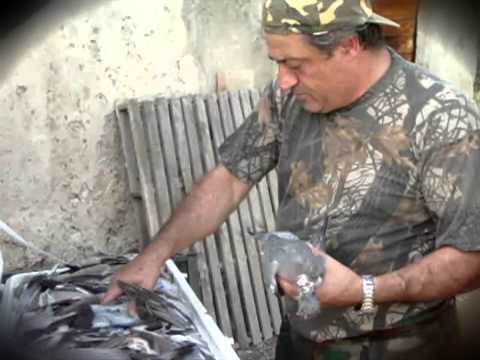 Caccia ai Colombacci 2011