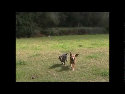 Caccia al cinghiale in Galizia