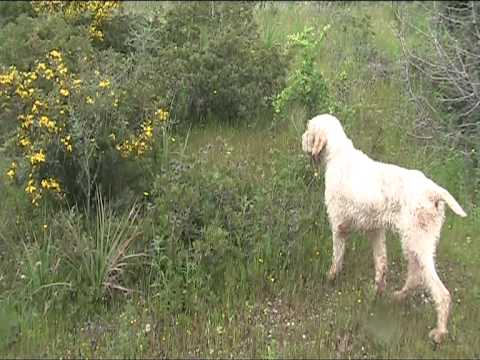 Cane da Caccia Spinone in azione