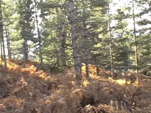 Caccia alla Beccaccia in Sila