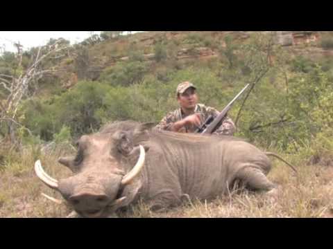 Caccia al Facocero in Sudafrica