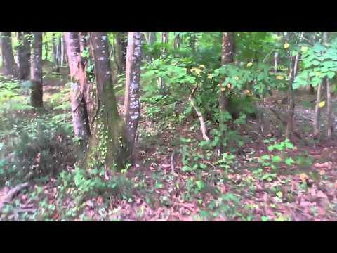 A fagiani per il bosco