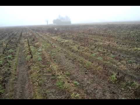 Cane da Caccia Spinone in azione