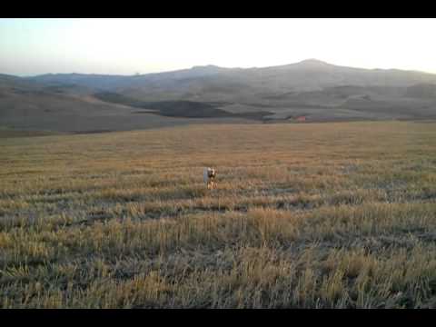 Cane da Caccia Setter in azione