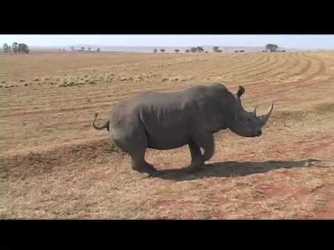 Caccia al Rinoceronte con l\’arco