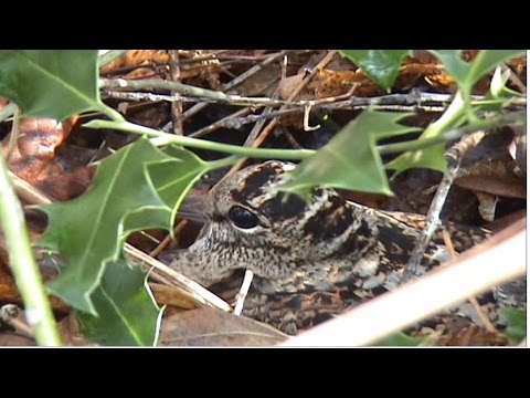 Caccia alla Beccaccia nei boschi francesi
