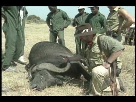 Caccia al Bufalo africano